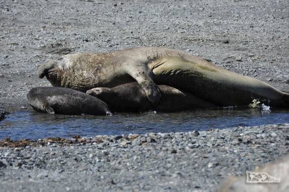 Família de elefantes-marinho na praia de Ocean Harbour, na Geórgia do Sul. O macho é muito maior do que a fêmea